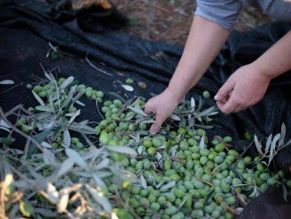 olio-extravergine-oliva-di-qualita